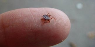 Lone Star Tick