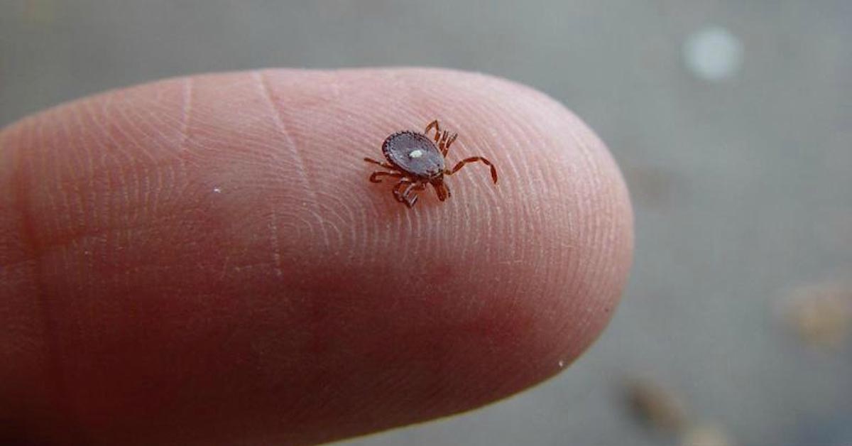 Study Shingles And MMR Vaccines May Trigger Anaphylaxis In The Meat   Lone Star Tick 