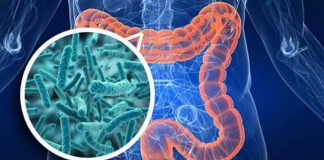 Gut Microbiota