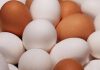 Egg Allergy Rates Fall Significantly After Australia’s Early Introduction Push Eggs