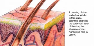 Skin Cross-Section