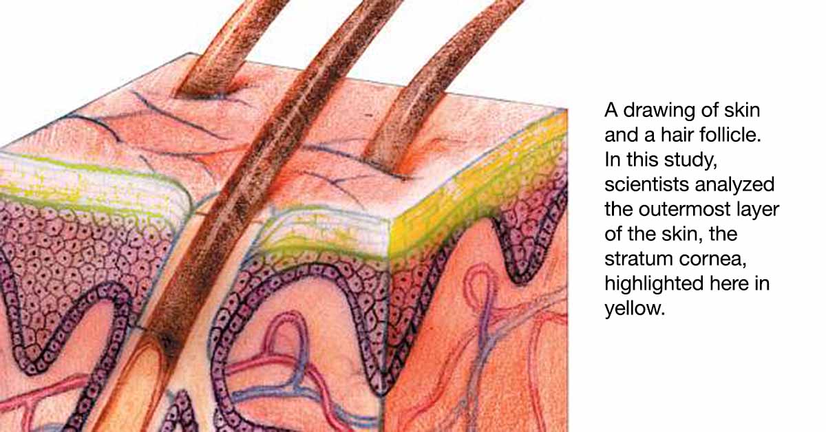 Skin Cross-Section