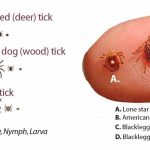 Ticks