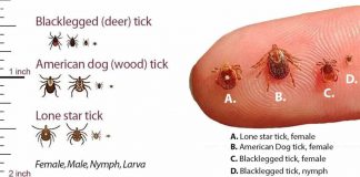 Ticks