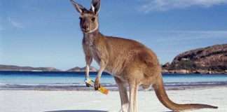 Kangaroo with Auto-Injector