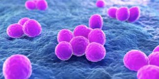 Staphylococcus aureus