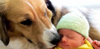 Dog and Infant
