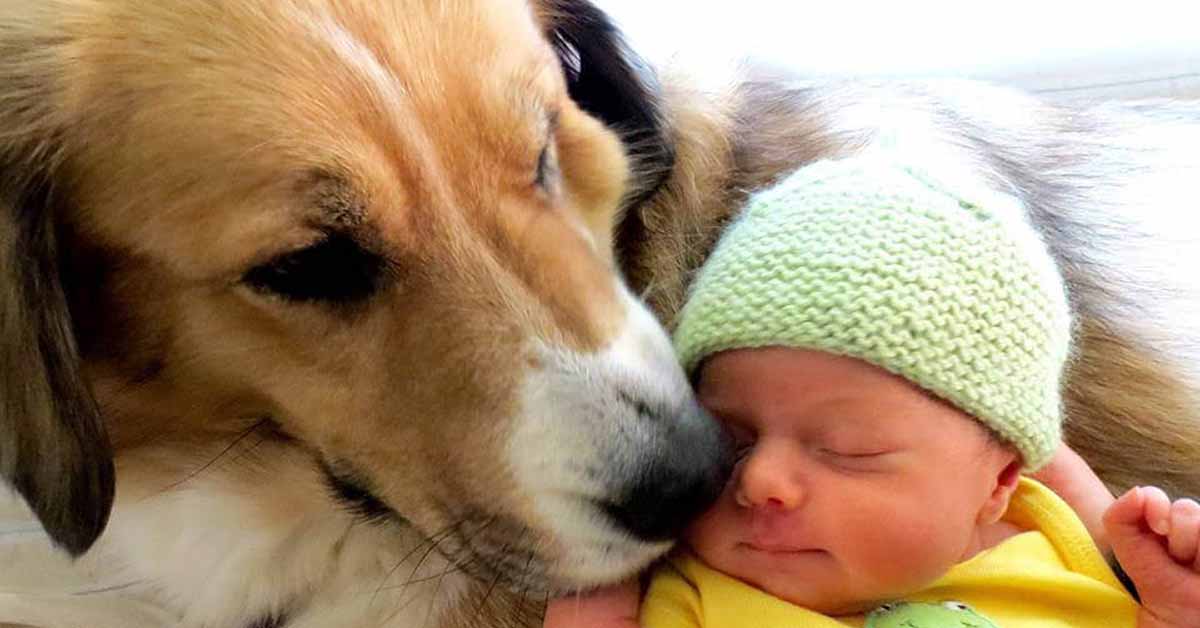 Dog and Infant