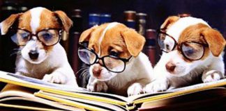 Dogs Studying