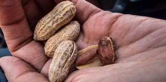 Handful of Peanuts