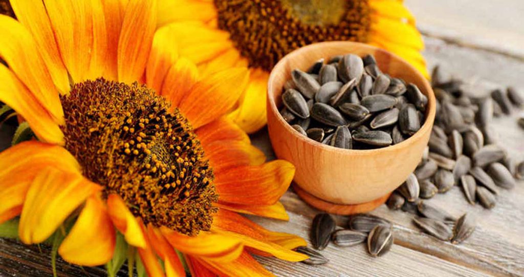 New Study Examines Allergic Reactions to Sunflower Seeds