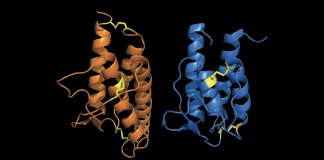 Models of Interleukin 4 and 13