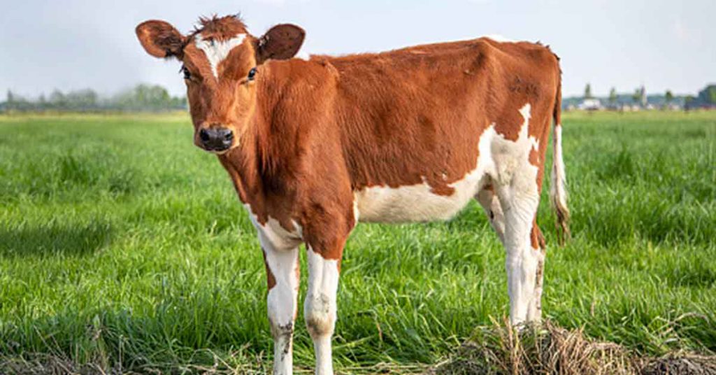 Baked Milk OIT May Help Kids with Severe Cow’s Milk Allergy