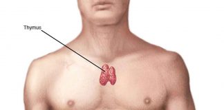 Thymus Gland