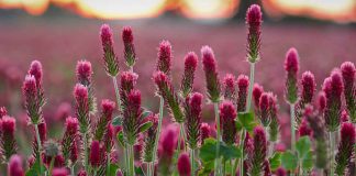 Red Clover