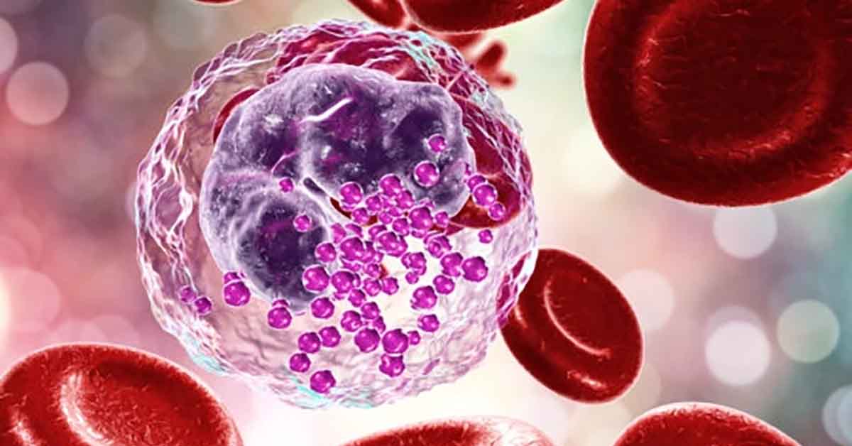 Basophil Among Red Blood Cells