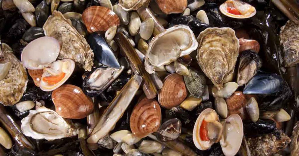 Protein That Causes Allergy to Shellfish in Molluscs Like Clams