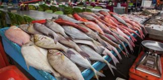 Fish at Market