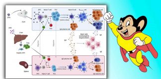 Adenovirus Therapy in Mice