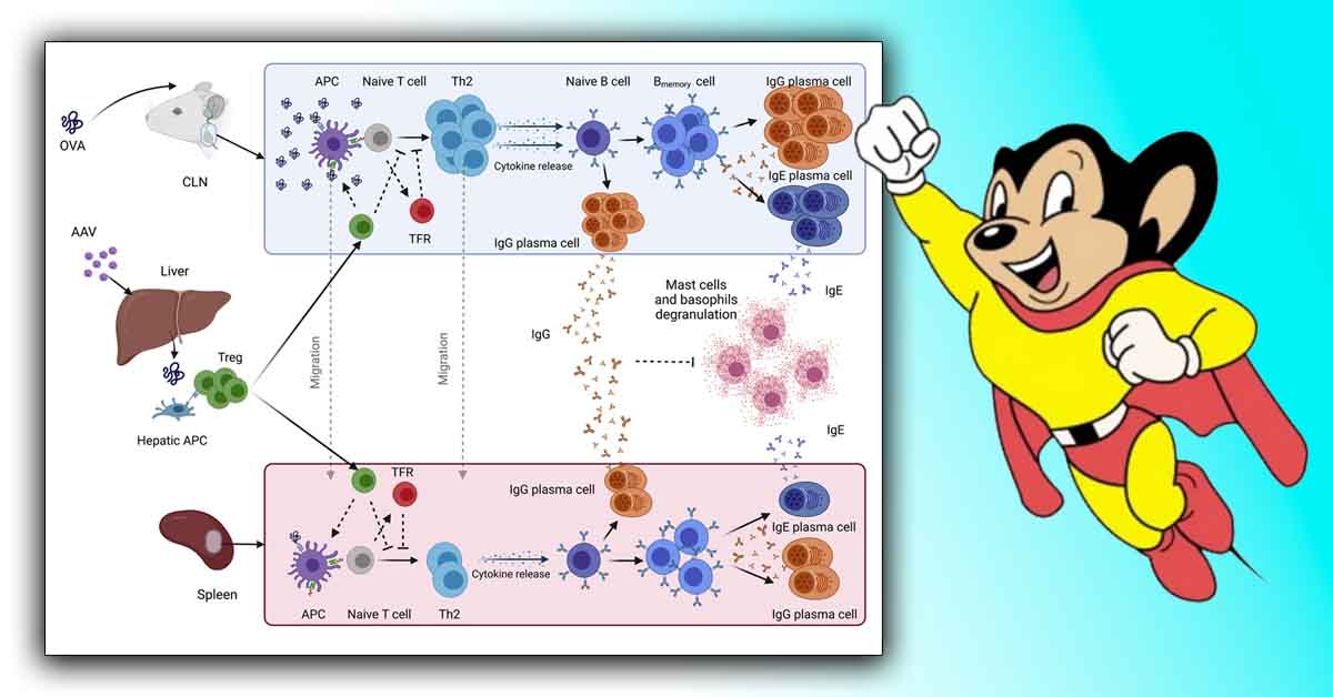 Adenovirus Therapy in Mice