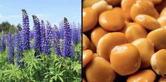 Lupins