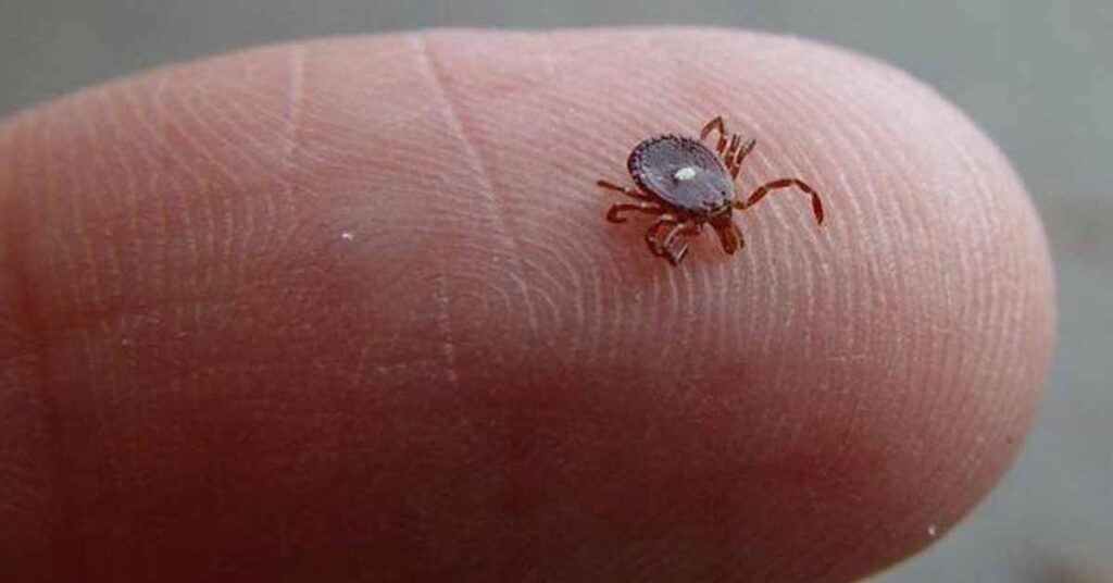 CDC A Half Million Americans May Have Alpha Gal The Meat Allergy   Lone Star Tick 3 Copy 1024x536 