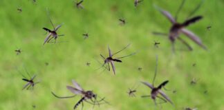 Mosquito Swarm