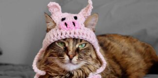 Cat wearing pig ears