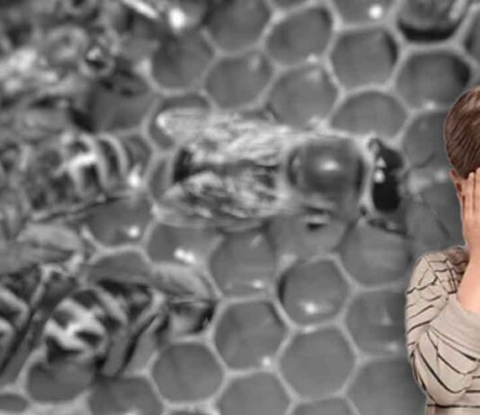 Boy & Bees
