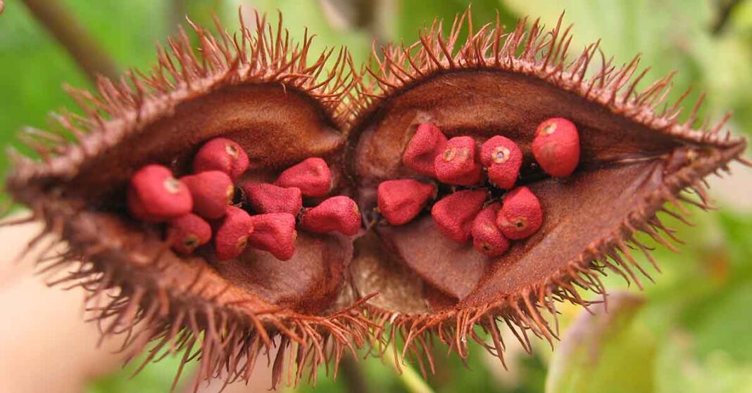 Bixa Orellana Seed Pod