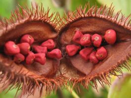 Bixa Orellana Seed Pod