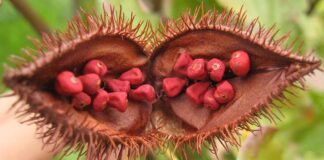 Bixa Orellana Seed Pod