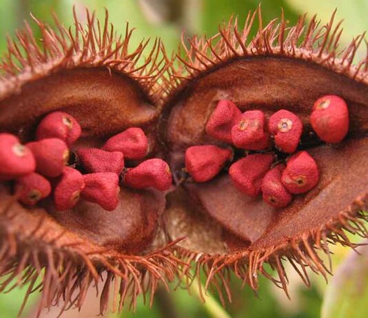 Bixa Orellana Seed Pod