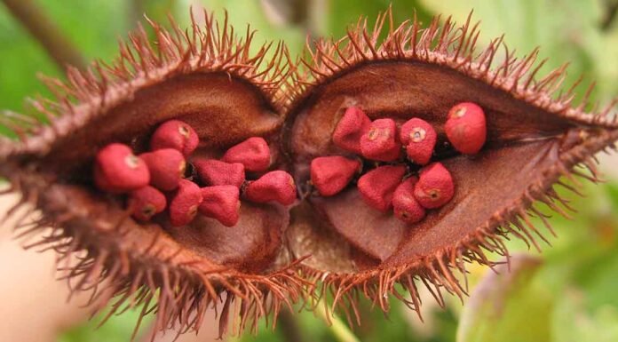 Bixa Orellana Seed Pod