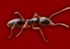 Asian Needle Ant