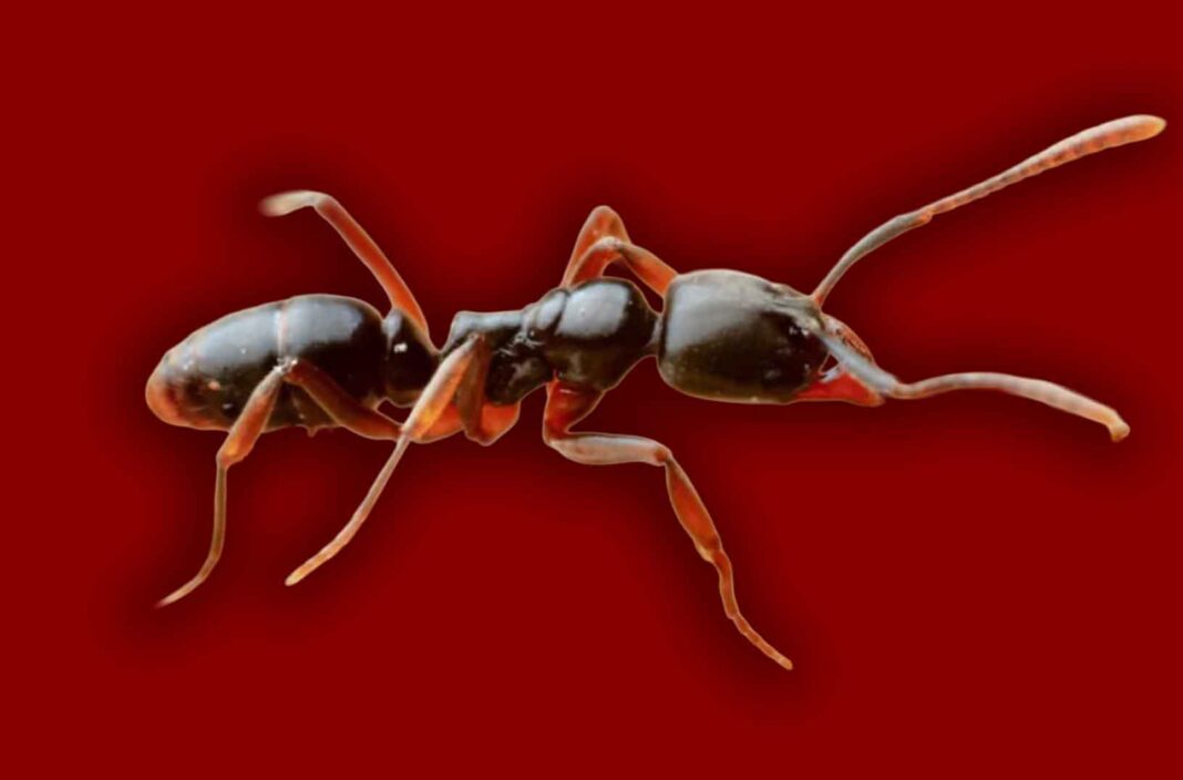 Asian Needle Ant