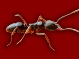 Asian Needle Ant