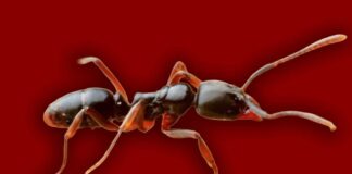 Asian Needle Ant