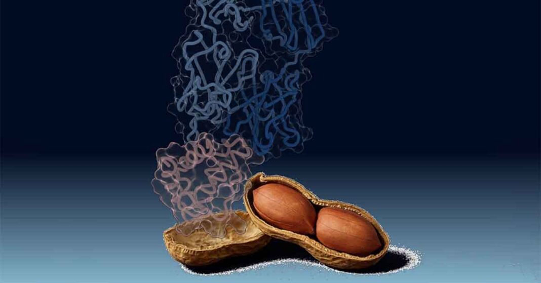 Peanut Antibodies
