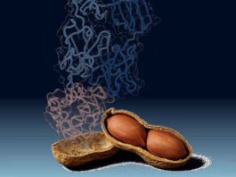 Peanut Antibodies
