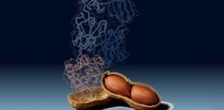 Peanut Antibodies