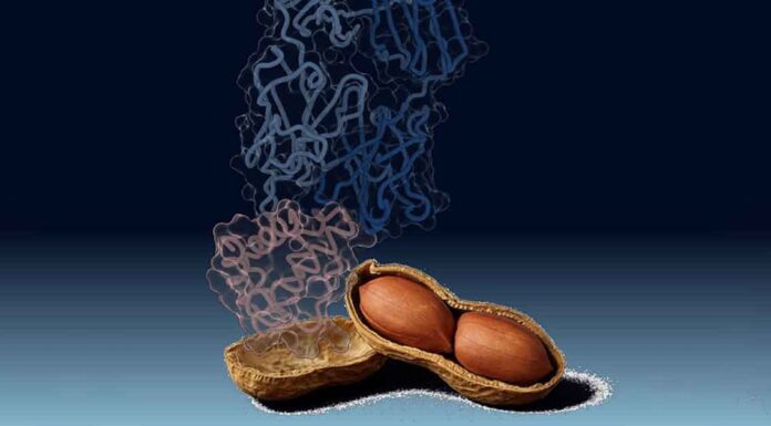 Peanut Antibodies