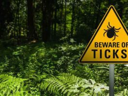 Beyond Lyme: Why Lone Star Ticks and Alpha-Gal Syndrome Are the Next Big Public Health Crisis