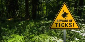Beyond Lyme: Why Lone Star Ticks and Alpha-Gal Syndrome Are the Next Big Public Health Crisis