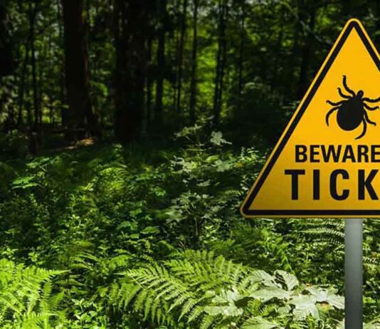Beware of Ticks!
