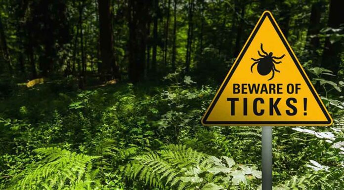 Beyond Lyme: Why Lone Star Ticks and Alpha-Gal Syndrome Are the Next Big Public Health Crisis