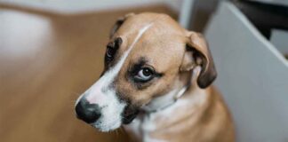 Sad Doggie