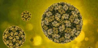 Virus-Like-Particles-VLPs