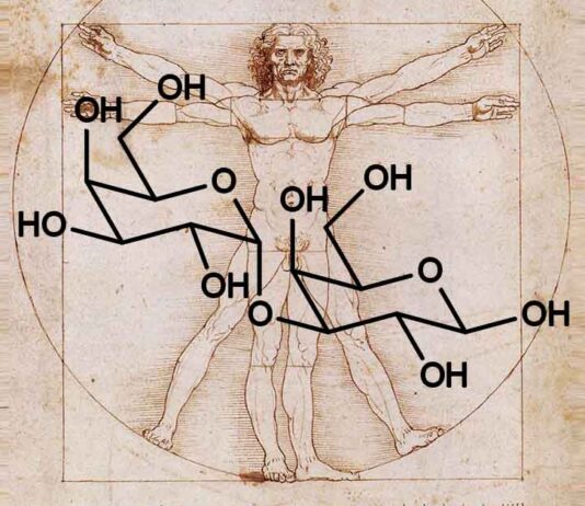 Alpha-gal molecule over da Vinci's Vitruvian Man