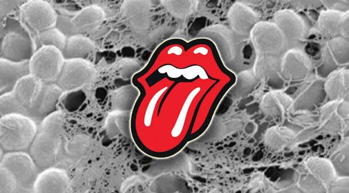 Rothia Bacteria in Saliva